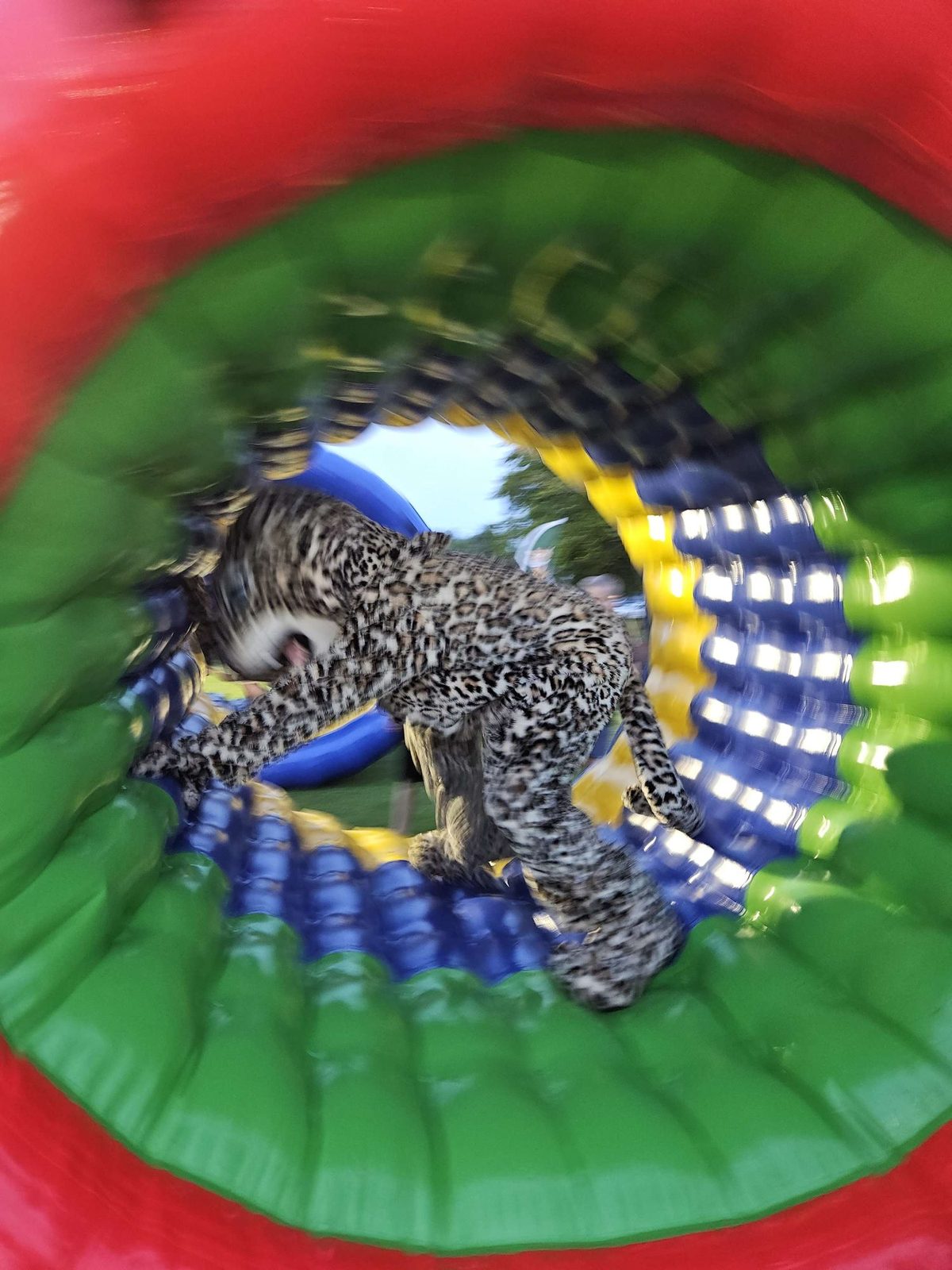 Human Hamster Wheels at a Crazy Games event